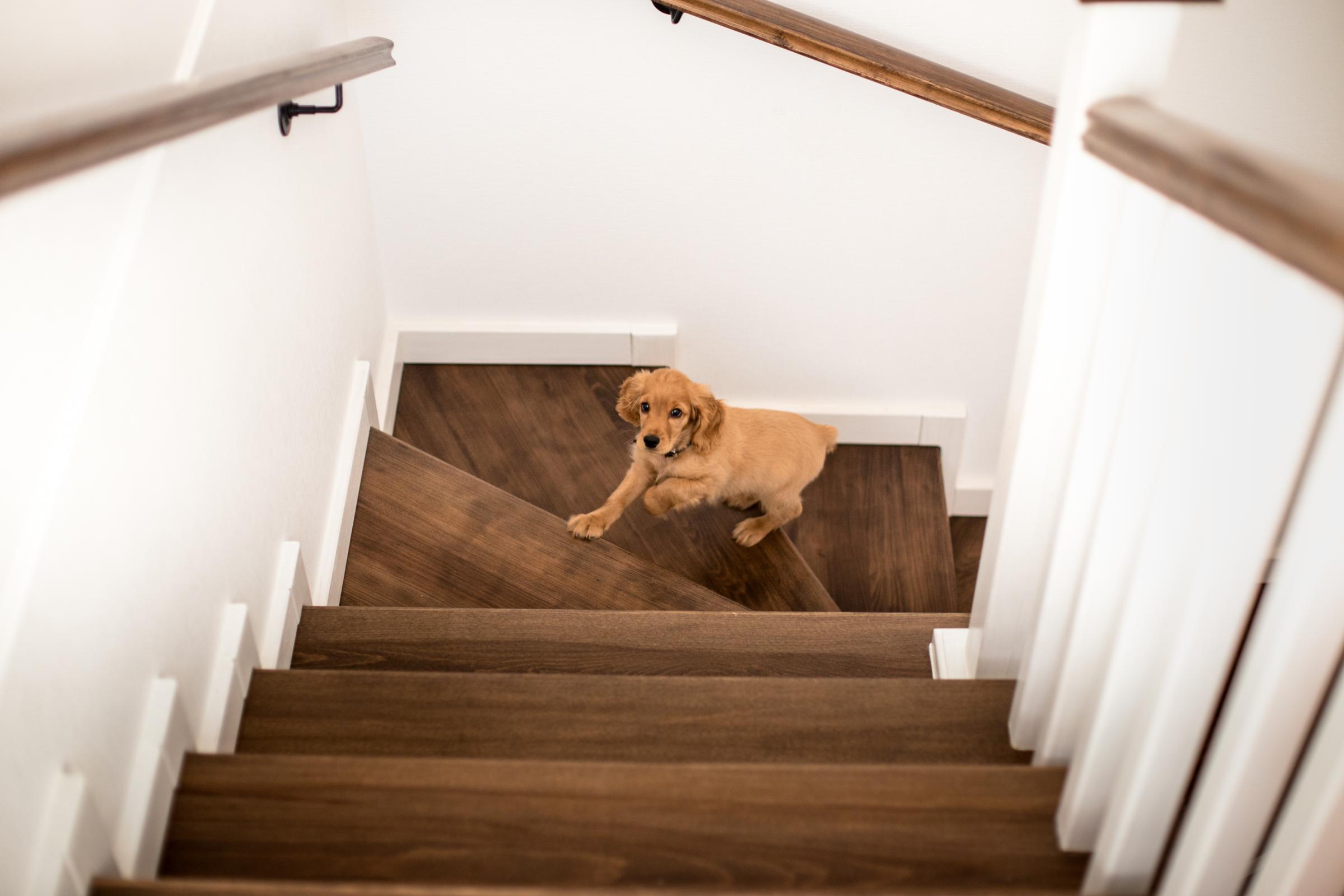 puppy walking up stairs